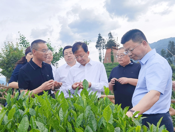6月14日，市委常委、区委书记、南通高新区党工委书记张建华率队在镇巴县兴隆镇调研茶产业项目。沈维维 摄_副本.jpg