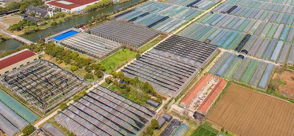 通州景瑞现代农业产业园是由景瑞农业集团创立的现代化蔬菜种植园区